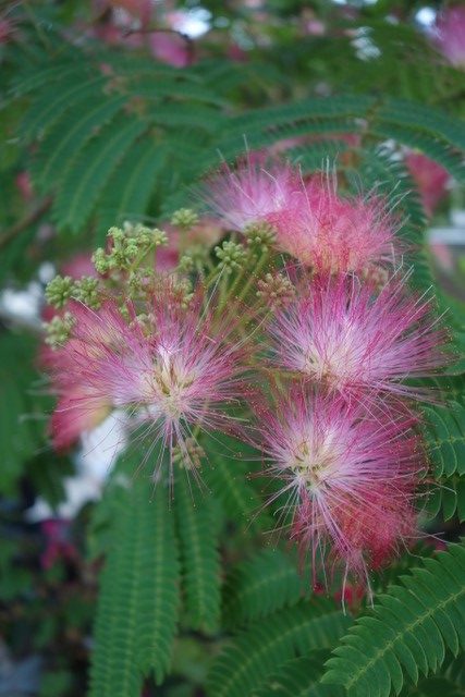 Albizia Julibrissin Persian Silk Tree Scripps Mesa Garden Club